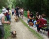 Chiens mélomanes